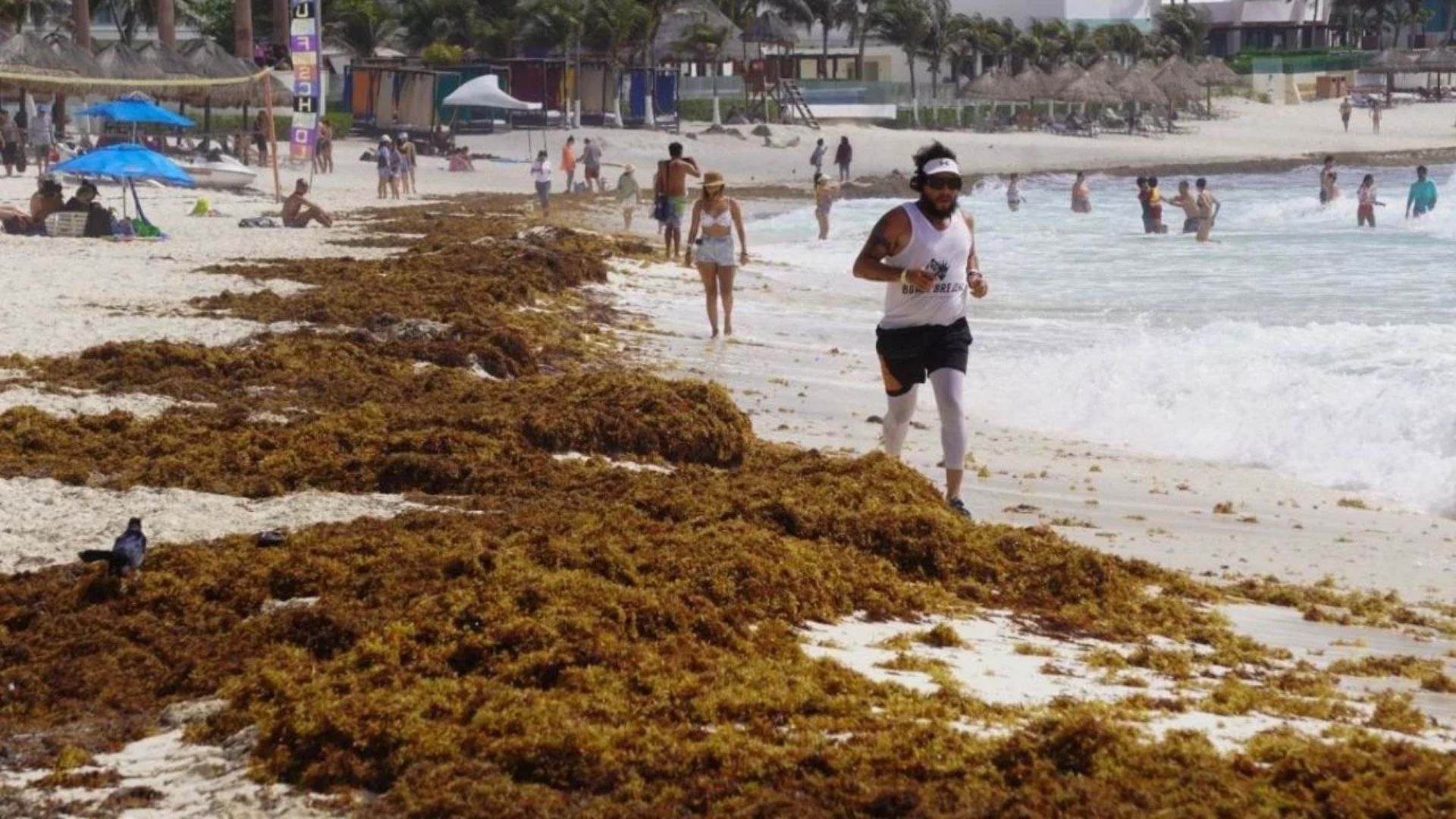 Sargazo cubre playas del país; Bávaro-Punta Cana entre las zonas afectadas